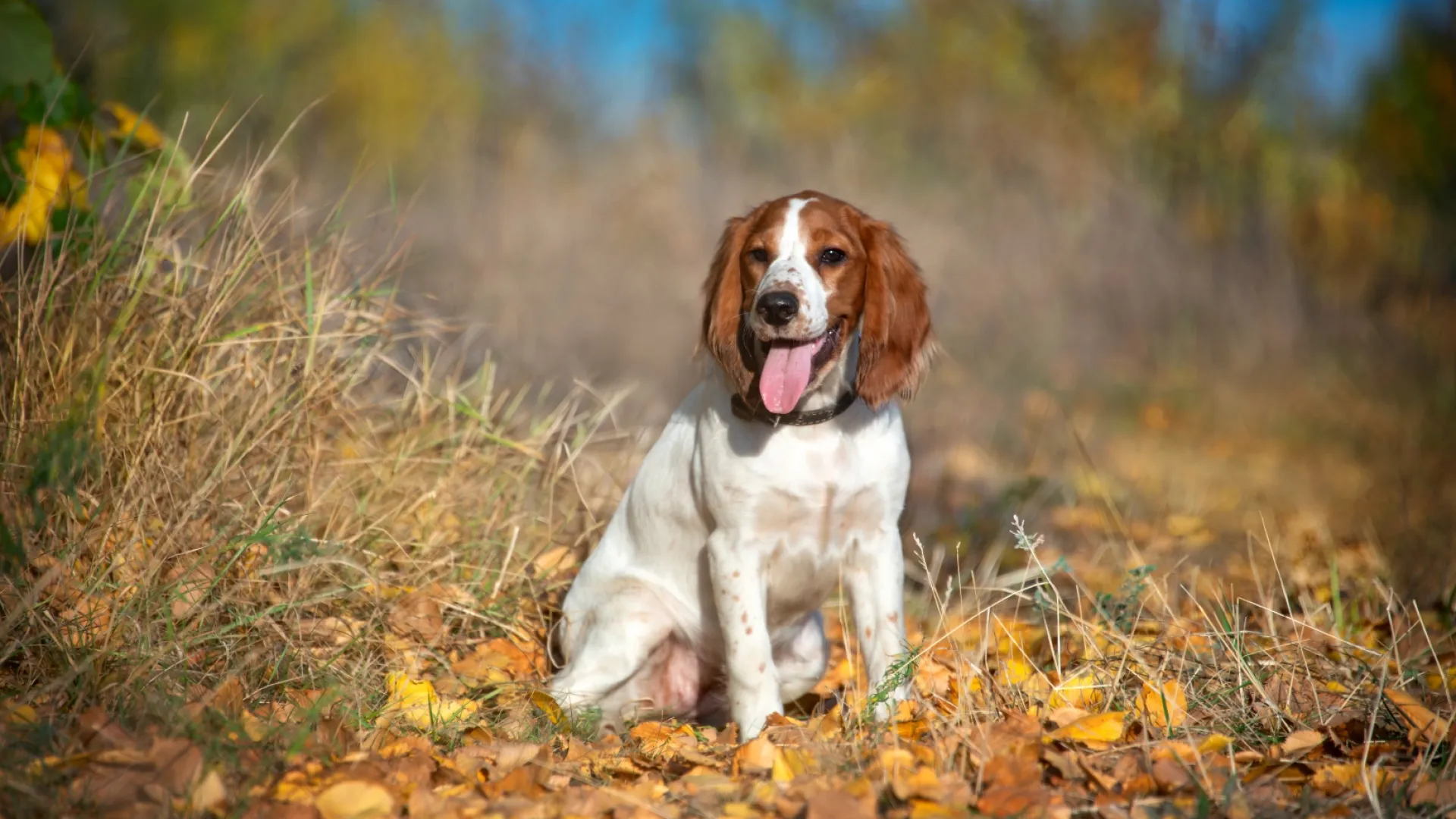 Spaniel (Field)